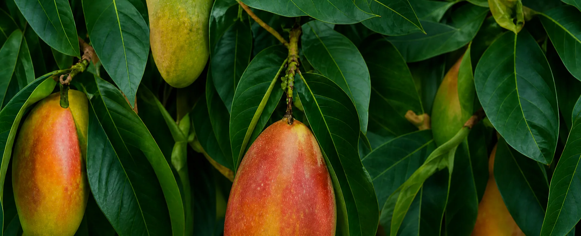 Fondo decorativo con hojas verdes y mangos frescos